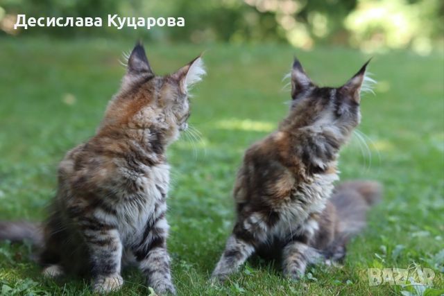 Мейн Куун (Maine Coon), снимка 11 - Мейн кун - 46645760