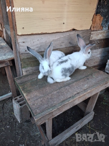 Продавам эайци , снимка 7 - Други животни - 53771954