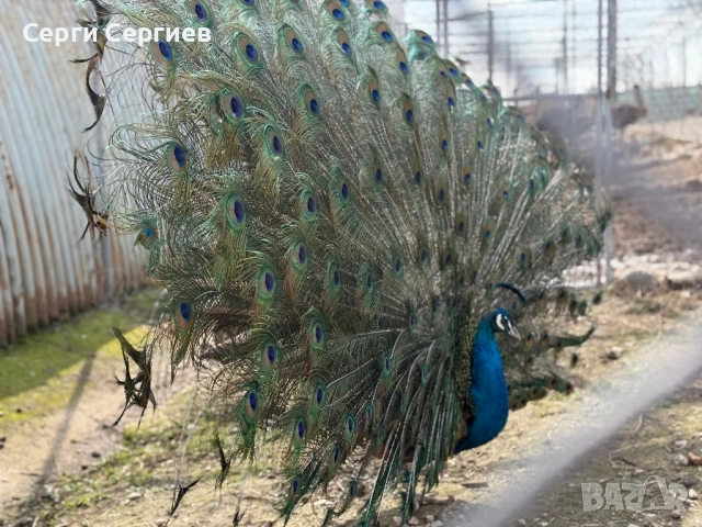 Продавам семейство пауни, снимка 3 - Кокошки и пуйки - 53652413