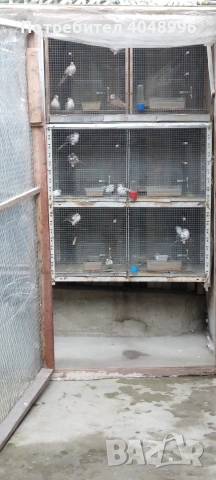 Диамантени гугутки, снимка 6 - други­ - 53403292