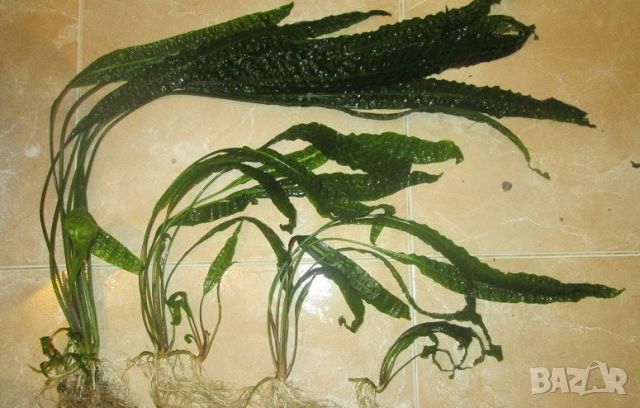 Заменям аквариумно растение гигантска криптокорина за рибки, снимка 1