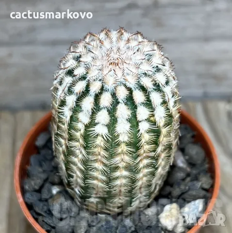 Echinocereus reichenbachii minor, снимка 1 - Градински цветя и растения - 46915016