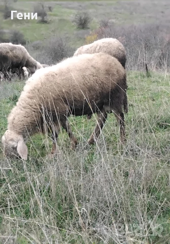 продавам кочове Асаф, снимка 2 - Овце - 52827872
