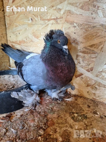 gılıbi, снимка 2 - Гълъби - 51081727