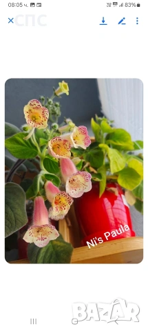 Продавам ризоми,грудки на колерии , снимка 5 - Стайни растения - 53948873