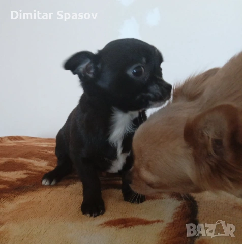 Мъжко и Женско Кученце Куче Мини Чихуахуа, снимка 12 - Чихуахуа - 54002011