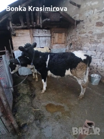 2 женски по 200 кг 230 кг, снимка 4 - Крави - 53423718