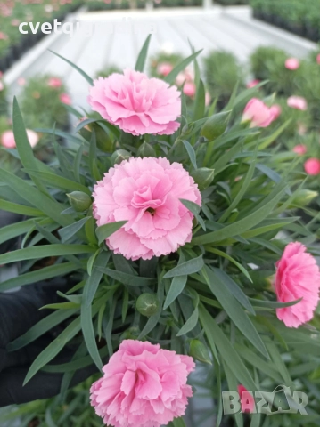 Светлорозов силно ароматен карамфил, снимка 3 - Градински цветя и растения - 52803354