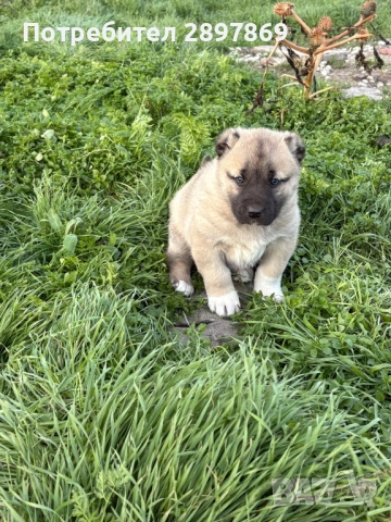 Женско кангалче