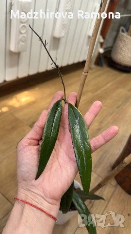 Hoya Хоя Sulawesiana albomarginata 