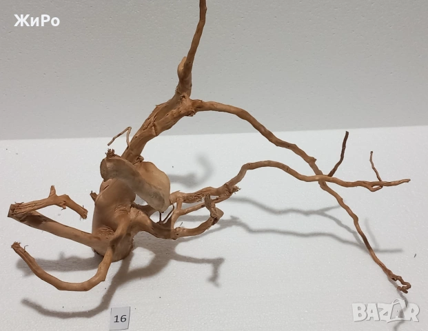 Корен от Азалия /декорация/ 16