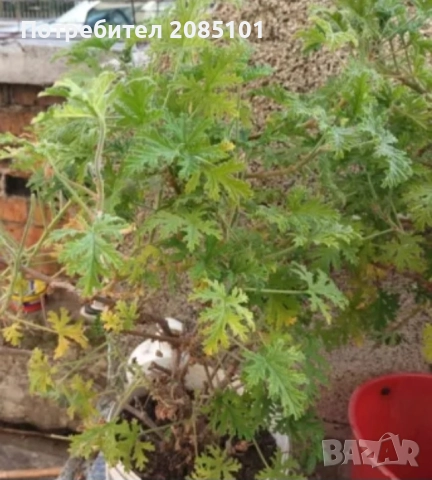 Индрише, снимка 2 - Стайни растения - 52168983