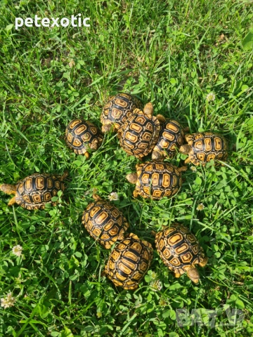Леопардова Сухоземна Костенурка, снимка 5 - Костенурки - 45325608