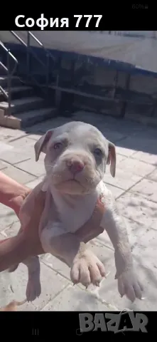 топ малки страхотни бебета от добри родители, снимка 6 - Питбул - 50029436