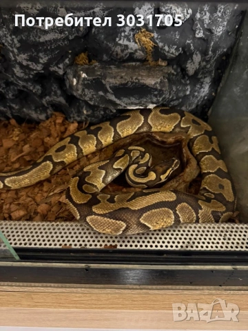 Кралски питон мъжки и женски, снимка 3 - Змии - 54301469
