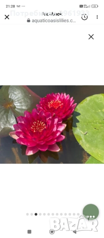 Продавам сортови Водни лилии , снимка 4 - Градински цветя и растения - 53253867