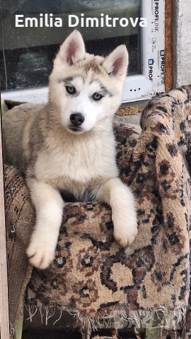 продавам Сибирски Хъскита и Аляски маламут на 3 месеца , снимка 3 - Хъски - 54155197