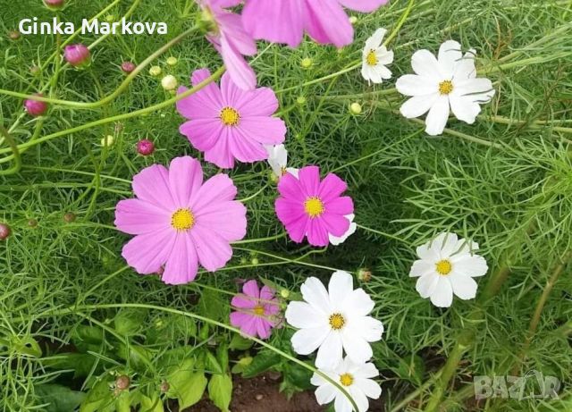 🐞🌸🦋Космос микс - 1лв./бр🦋🐞🌸, снимка 4 - Градински цветя и растения - 46029143