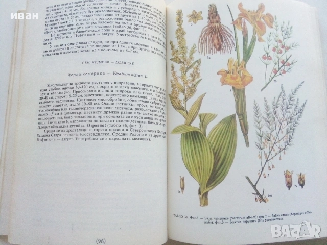 Разпознаване и събиране на билки - Борис Китанов - 1987г., снимка 3 - Енциклопедии, справочници - 53286255