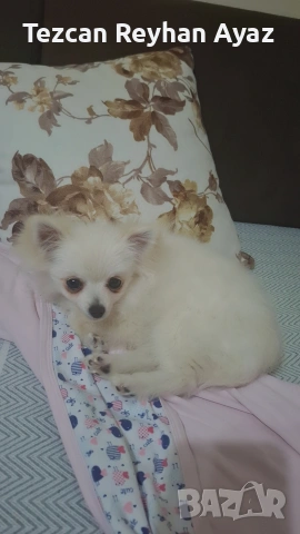 мини Померан Женско, снимка 3 - Померан - 53642493