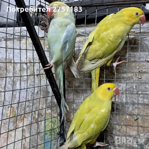 продавам малак александар, снимка 2 - Папагали - 53769619