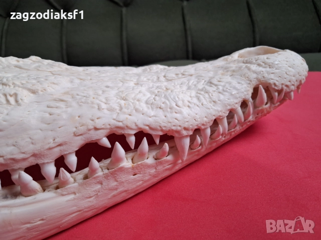 Челюст от Крокодил, снимка 4 - Колекции - 52465330