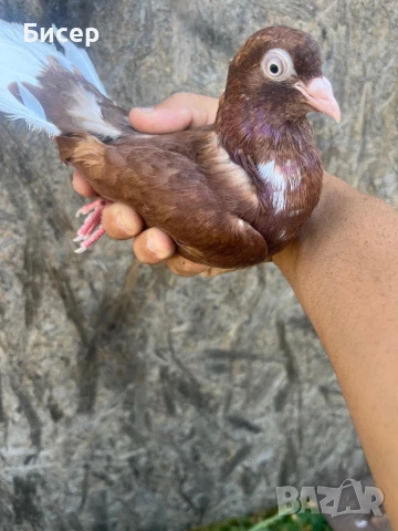 Търговишки гълъби, снимка 9 - Гълъби - 51387757