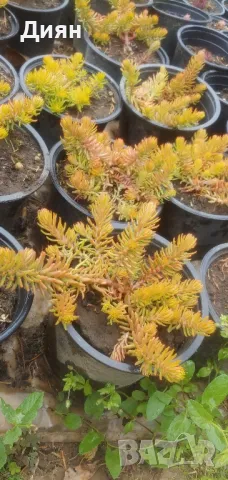 Седум Анджелина, Sedum rupestre Angelina, снимка 2 - Градински цветя и растения - 49963055
