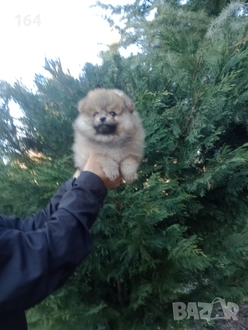 Мъжки Померан. Реални снимки от 29.12.25 г. , снимка 6 - Померан - 52930206