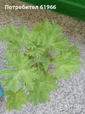 Красиво Холандско и българско индришета! , снимка 3 - Градински цветя и растения - 46921059