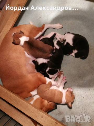 басенджи , снимка 2 - Други - 50368819