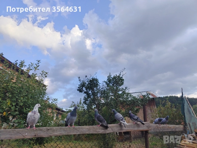 Svobodni poshtenski gulabi 