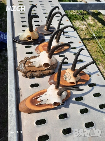 Трофей от дива коза. , снимка 11 - Декорация за дома - 54046259