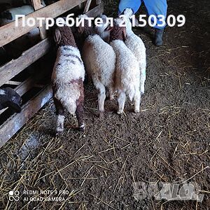 продавам агнета, снимка 1 - Овце - 44803995