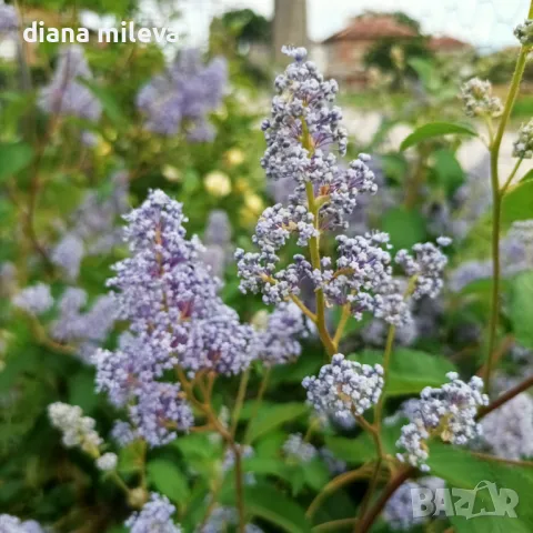 Калифорнийски люляк Хенри Дефозе,  Ceanothus 'Henry Defosee', снимка 9 - Градински цветя и растения - 46888623