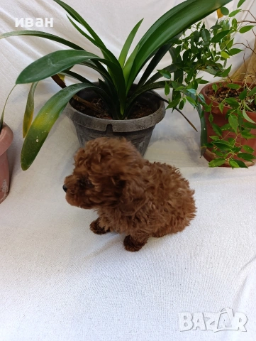 пудел , снимка 3 - Пудели - 53712352