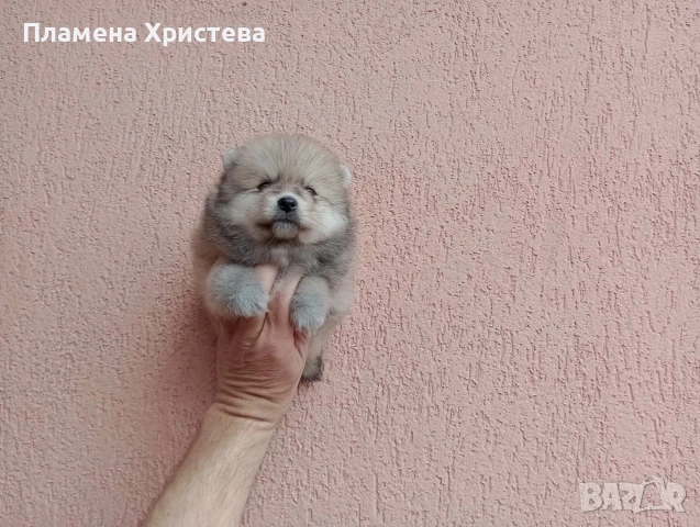 Померани.Реални снимки от 29.03.26 , снимка 7 - Померан - 54019940