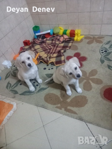 лабрадор реитривър 