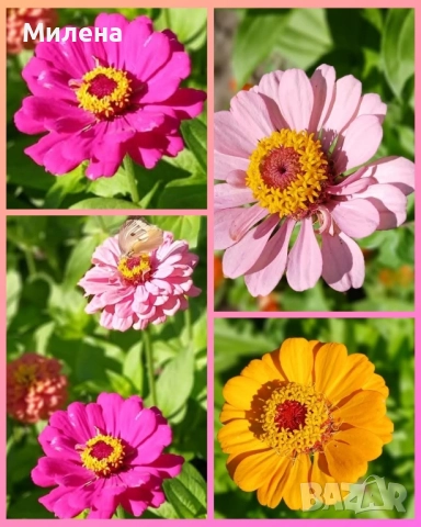 семена за едногодишни цветя , снимка 13 - Сортови семена и луковици - 51471965