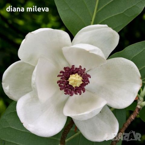  Магнолия сиеболди (Magnolia sieboldii), снимка 6 - Градински цветя и растения - 46495661