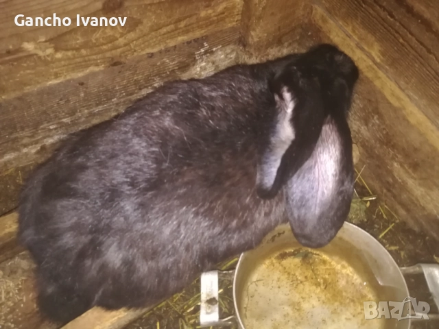 Продавам зайци... , снимка 3 - Други животни - 52702154