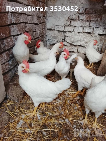 Продавам петлета легхорн