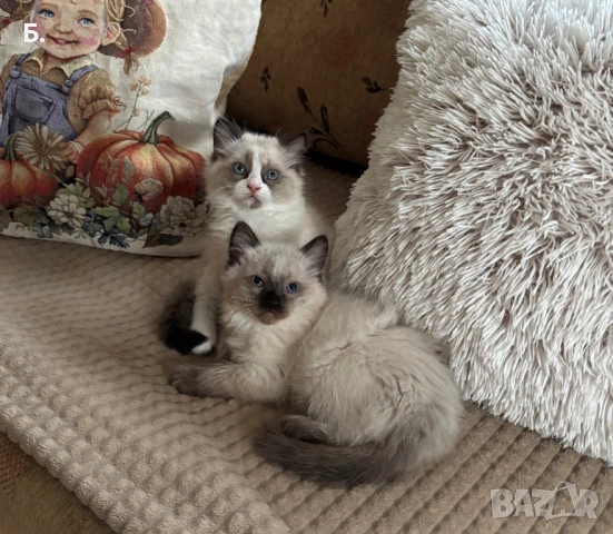 Готови за нов Дом, снимка 5 - Мейн кун - 54077644