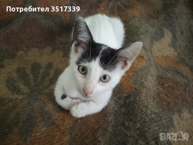 Подарявам коте, снимка 8 - Други - 52048338