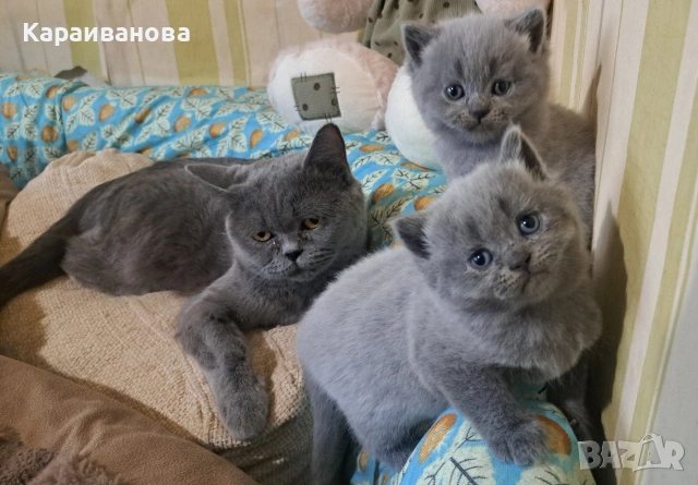 Британски сини колорпойнти 