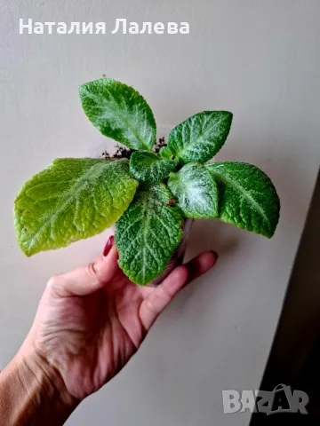 Еписция, episcia my precious, снимка 2 - Стайни растения - 49503888