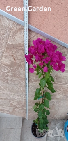 Бугенвилия Лилава 