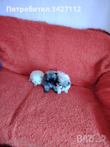 Померански шпиц