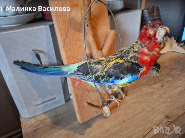 Птица, снимка 6 - За птици - 52895812