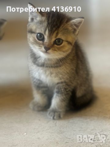 Британски котета, снимка 3 - Британска късокосместа - 46293875